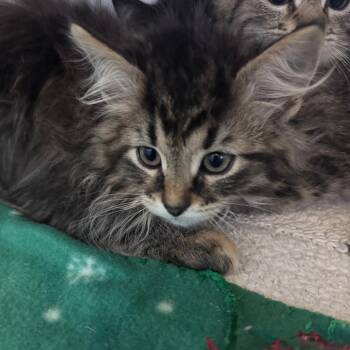 Bubble -  Domestic Long Hair Cat for Adoption in South Haven, Michigan - Bubble | PetCurious