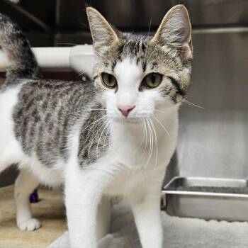 Tiger Cats Available for Adoption in Bluffton, Indiana - McCoy | PetCurious