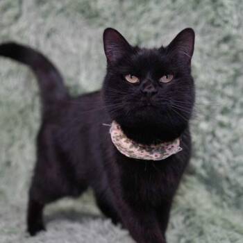 Domestic Short Hair Cats Available for Adoption - Goose | PetCurious