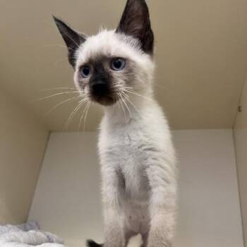 Cucumber Melon -  Domestic Short Hair and Siamese Cat for Adoption in Dayton, Ohio - Cucumber Melon | PetCurious