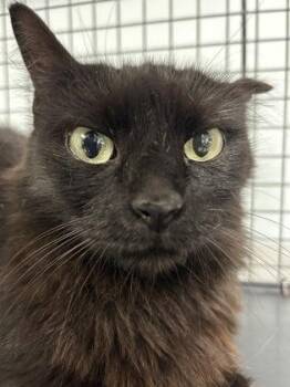 Solstice -  Domestic Medium Hair and Domestic Short Hair Cat for Adoption in Largo, Florida - Solstice | PetCurious