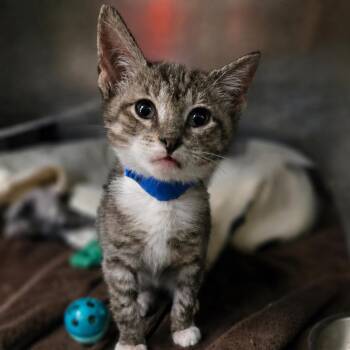 Sokka -  Domestic Short Hair Cat for Adoption in San Jacinto, California - Sokka | PetCurious