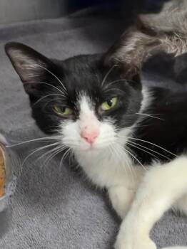 Tabitha -  Domestic Short Hair Cat for Adoption in Little Rock, Arkansas - Tabitha | PetCurious