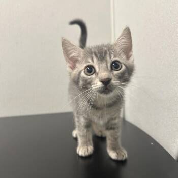 Domestic Short Hair Cats Available for Adoption in Tampa, Florida - Macaron | PetCurious