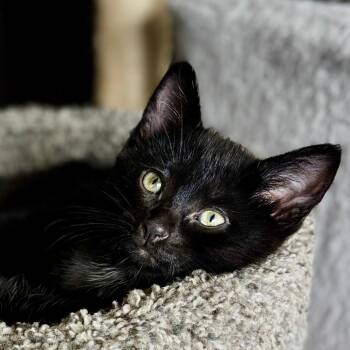 Cricket 22695 -  Domestic Short Hair Cat for Adoption in Minneapolis, Minnesota - Cricket 22695 | PetCurious