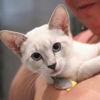 Toast -  Domestic Short Hair Cat for Adoption in Port Washington, New York - Toast | PetCurious