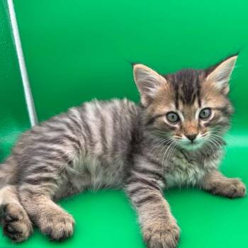 Angel Pie -  Domestic Short Hair Cat for Adoption in Elfin Forest, California - Angel Pie | PetCurious