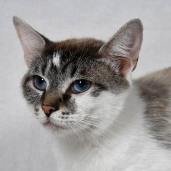 Prada -  Domestic Short Hair Cat for Adoption in Johnson City, Tennessee - Prada | PetCurious