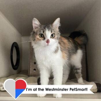 Porcupette -  Domestic Medium Hair Cat for Adoption in Fort Collins, Colorado - Porcupette | PetCurious