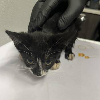 Misaki -  Domestic Short Hair Cat for Adoption in Tampa, Florida - Misaki | PetCurious