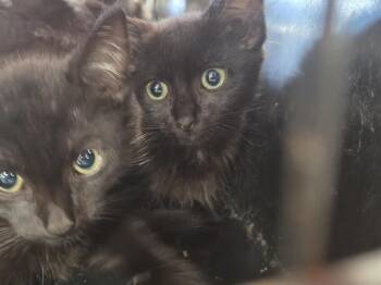 STEVE URKEL -  Domestic Short Hair Cat for Adoption in Louisville, Kentucky - STEVE URKEL | PetCurious