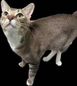 Domestic Short Hair and Tabby Cats Available for Adoption in Chandler, Arizona - Kiwi Sweets | PetCurious