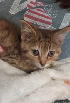 Ruby -  American Shorthair and Tabby Cat for Adoption in Ashland, Ohio - Ruby | PetCurious