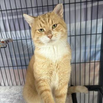 Cadillac -  Domestic Short Hair Cat for Adoption in St. Louis, Missouri - Cadillac | PetCurious