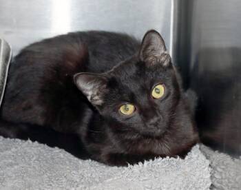 Domestic Short Hair Cats Available for Adoption - Sashimi | PetCurious