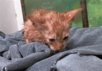 Domestic Short Hair Cats Available for Adoption in Houston, Texas - COPPER | PetCurious