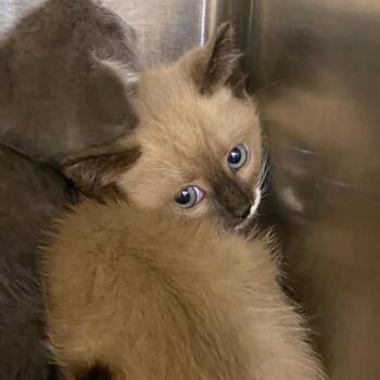 Whiskers -  Domestic Short Hair Cat Available for Adoption in Winston-salem, North Carolina - Whiskers | PetCurious