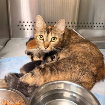 Lisa -  Domestic Short Hair Cat for Adoption in Indianapolis, Indiana - Lisa | PetCurious