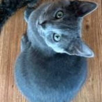Rescue Russian Blue Cats for Adoption in Richmond, Virginia - Loki | PetCurious