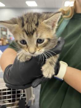APPLE PIE -  Domestic Short Hair Cat Available for Adoption in Palmetto, Florida - APPLE PIE | PetCurious