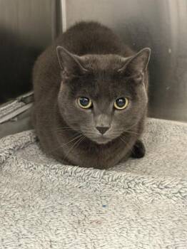 TWIGGY -  Domestic Short Hair Cat for Adoption in Dallas, Texas - TWIGGY | PetCurious