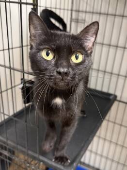 Supertramp -  Domestic Short Hair Cat for Adoption in INDN HBR BCH, Florida - Supertramp | PetCurious