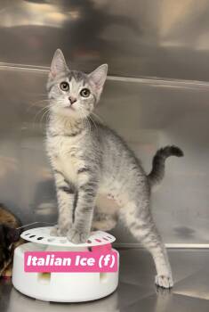 Italian Ice -  Domestic Short Hair and Russian Blue Cat for Adoption in Montville, New Jersey - Italian Ice | PetCurious