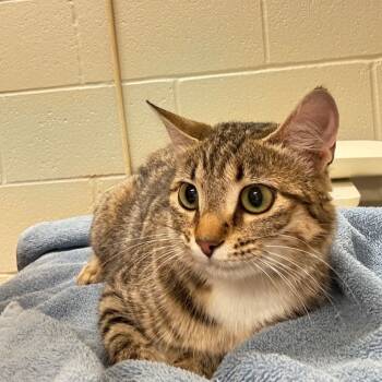 Rescue Domestic Short Hair Cats for Adoption in Bristol, Indiana - Argentina | PetCurious