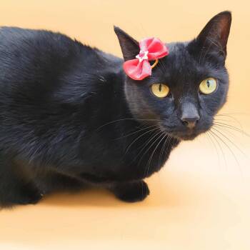 Rescue Domestic Short Hair Cats for Adoption in Springfield, Missouri - Eclipse | PetCurious