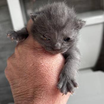 Ash -  Domestic Short Hair Cat Available for Adoption in Mt. Juliet, Tennessee - Ash | PetCurious