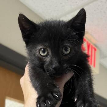 Boo -  Domestic Short Hair Cat for Adoption in Sioux City, Iowa - Boo | PetCurious
