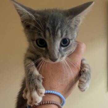 Mia -  Domestic Short Hair Cat for Adoption in Corinth, Mississippi - Mia | PetCurious
