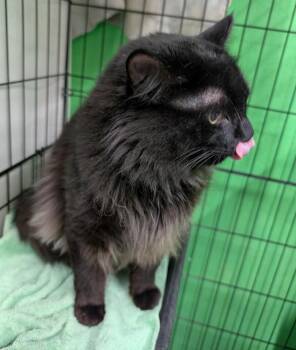 Domestic Medium Hair Cats Available for Adoption in Adrian, Michigan - Bert | PetCurious
