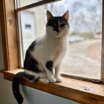 Zinnia -  Domestic Short Hair Cat for Adoption in Normal, Illinois - Zinnia | PetCurious