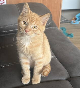 Rescue Tabby and Domestic Medium Hair Cats for Adoption - Butternut | PetCurious