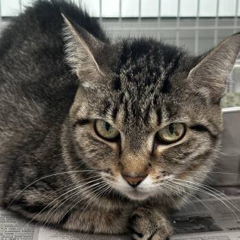 Lemon -  Domestic Short Hair Cat for Adoption in Chicago, Illinois - Lemon | PetCurious