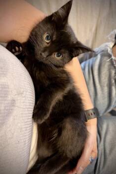 Quill -  Domestic Medium Hair Cat for Adoption - Quill | PetCurious