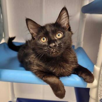 Avery -  Domestic Medium Hair Cat for Adoption in Sunnyvale, California - Avery | PetCurious