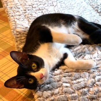 Stevie -  Domestic Short Hair and American Shorthair Cat for Adoption in Houston, Texas - Stevie | PetCurious