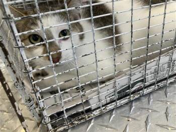 Domestic Short Hair Cats Available for Adoption - GUS | PetCurious