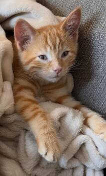 Kitten Rocky -  Domestic Short Hair Cat for Adoption in Cuyahoga Falls, Ohio - Kitten Rocky | PetCurious