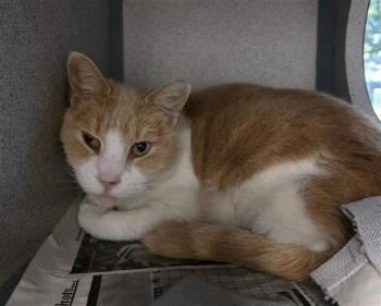 Rescue Domestic Short Hair Cats for Adoption in San Antonio, Texas - HARPER | PetCurious