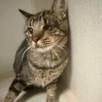 Tova -  Domestic Short Hair Cat for Adoption in Houston, Texas - Tova | PetCurious