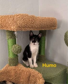 Domestic Short Hair Cats Available for Adoption - Humo | PetCurious