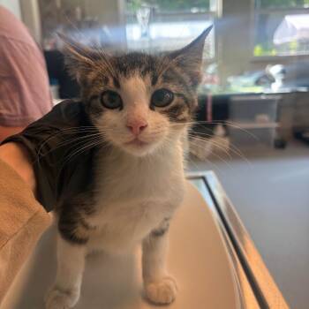 Dr Seuss -  Domestic Short Hair Cat for Adoption in Huntington, West Virginia - Dr Seuss | PetCurious
