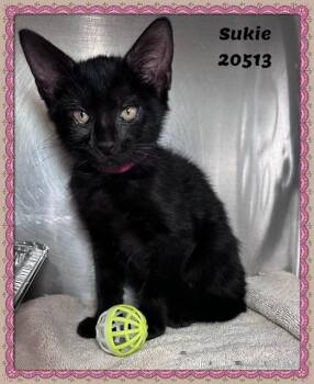 SUKIE -  Domestic Short Hair and Bombay Cat for Adoption in Marietta, Georgia - SUKIE | PetCurious