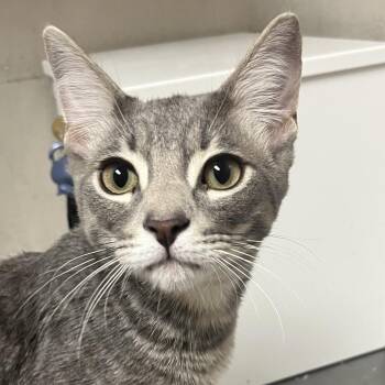 Terminator -  Domestic Short Hair Cat for Adoption in Yuma, Arizona - Terminator | PetCurious