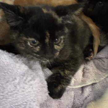 Domestic Short Hair Cats Available for Adoption in Gloucester, Virginia - Purrcilla The Wise | PetCurious