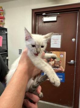 Stapler -  Domestic Short Hair Cat for Adoption in Rock Springs, Wyoming - Stapler | PetCurious