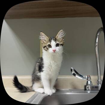 Peach -  Domestic Long Hair Cat for Adoption in Boone, North Carolina - Peach | PetCurious